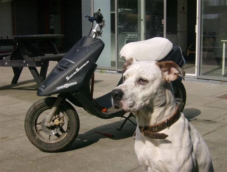 Yamaha Jog AS PMX billede 1