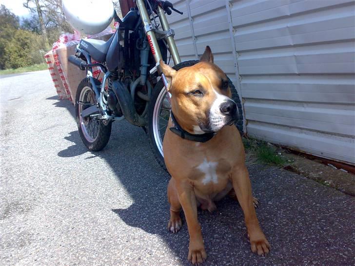 Suzuki RMX  BYTTET - Bonzo Og Solvej Tossi Hund :P billede 8