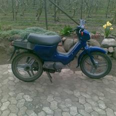 Honda wallaroo (SOLGT)