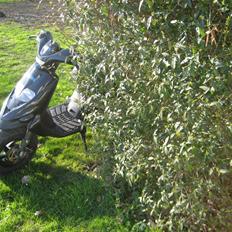 Gilera Stalker SOLGT