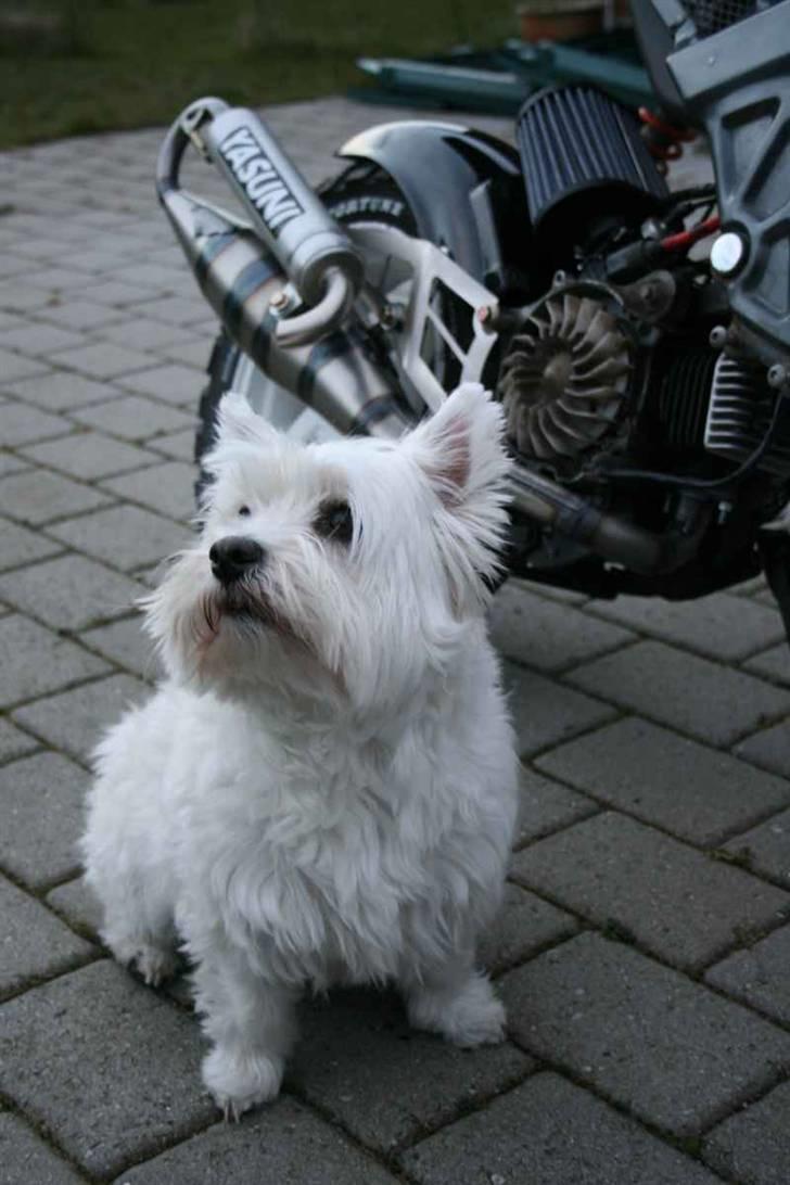 Suzuki Street Magic - "Beatrice" billede 8