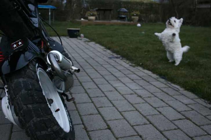 Suzuki Street Magic - "Beatrice" billede 9