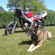 Yamaha Viborg politi :(