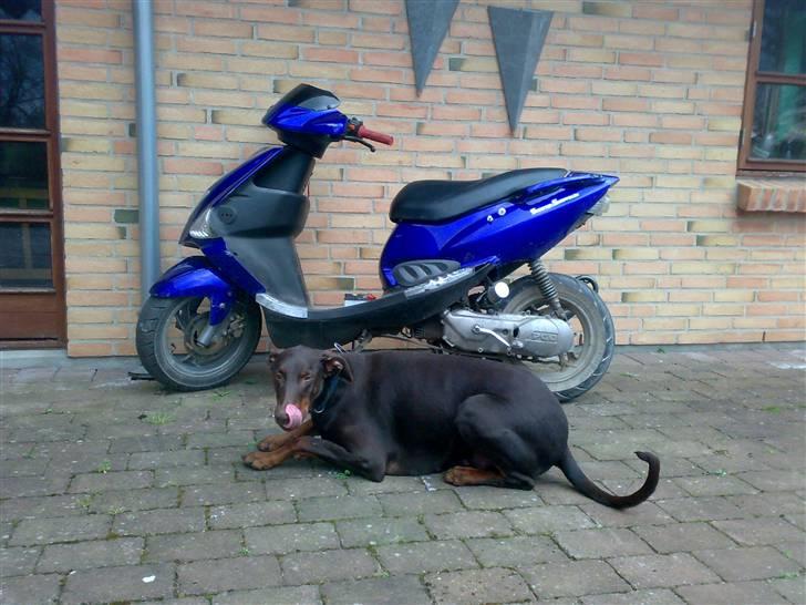 PGO dr.big billede 11