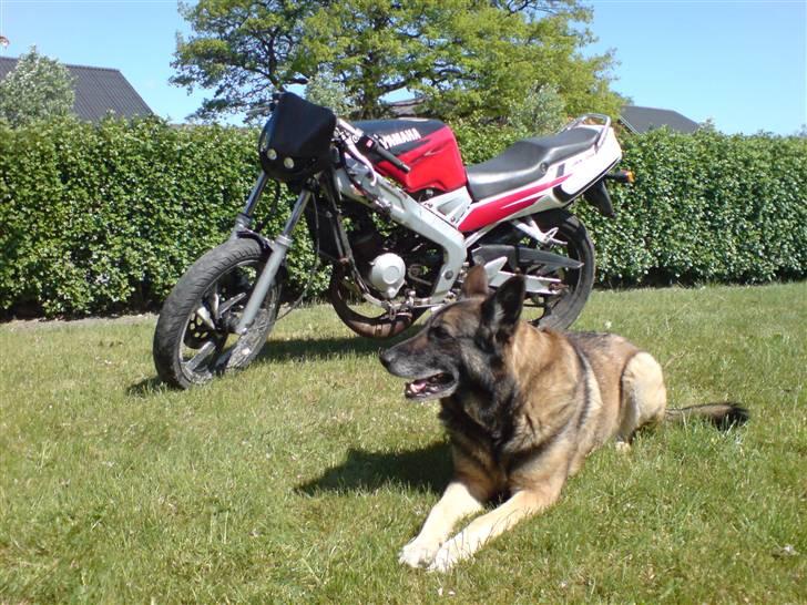 Yamaha Viborg politi :( billede 1