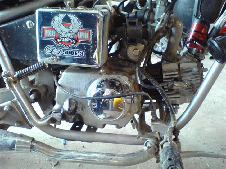 Regal Raptor billede 6