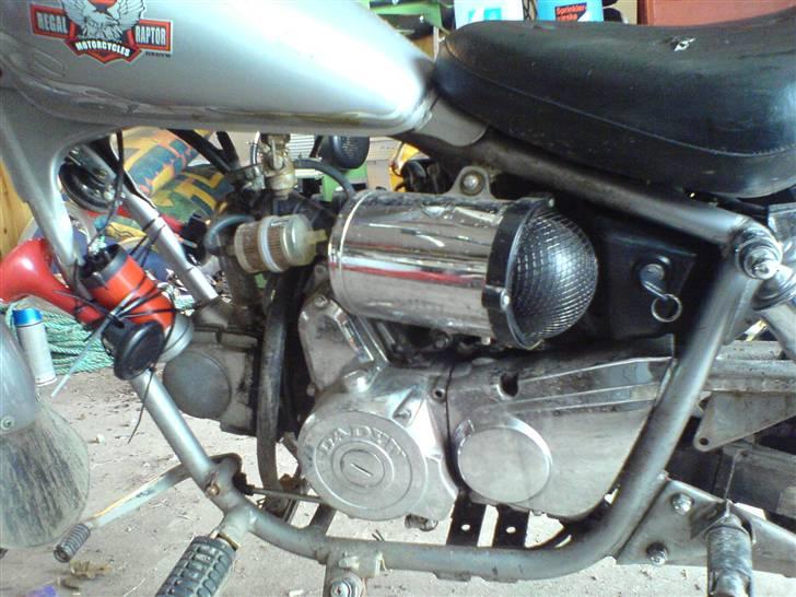 Regal Raptor billede 7