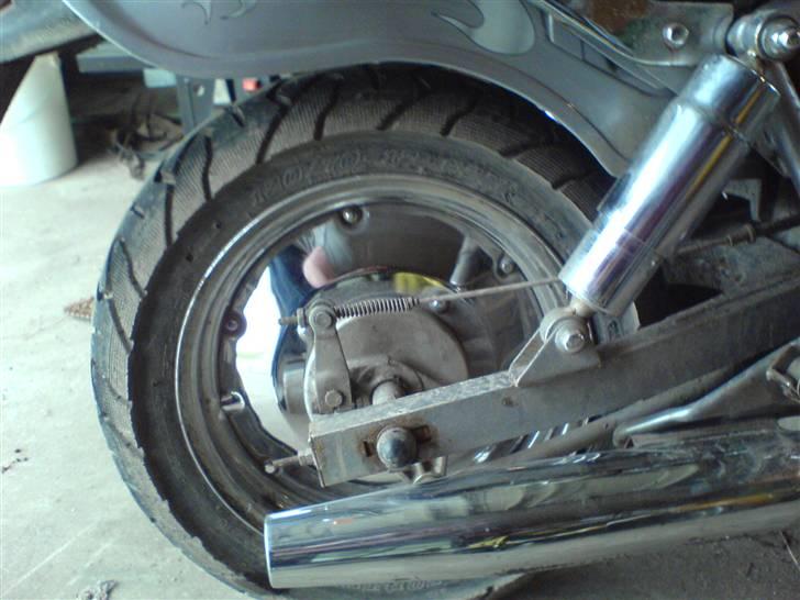 Regal Raptor billede 8