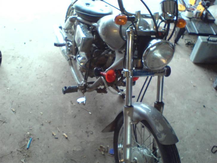 Regal Raptor billede 9