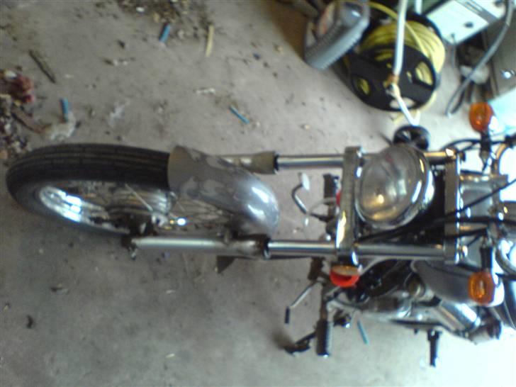 Regal Raptor billede 10