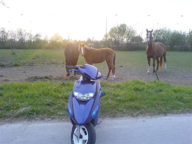 Honda SFX - Haha .. Den SFX Elsker heste.. Den trækker os selv om en GAL HEST :) billede 15