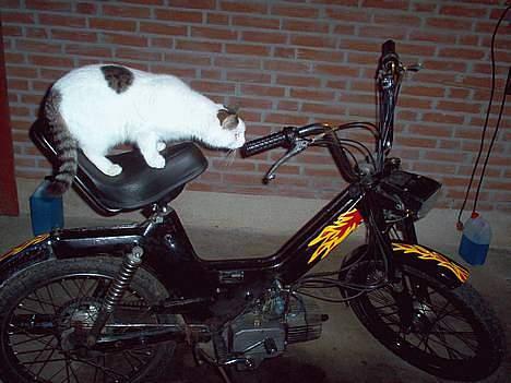 Puch maxi 2 Gear billede 2