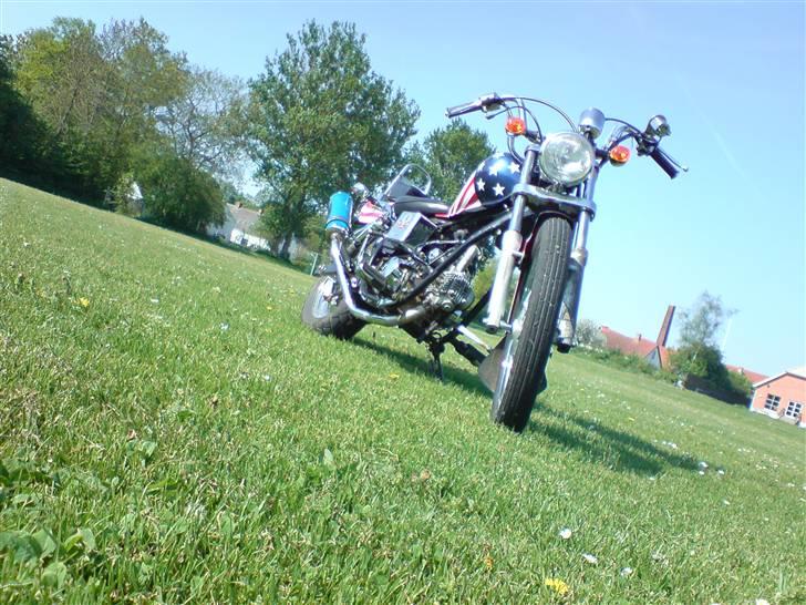 Regal Raptor (USA) [SOLGT] billede 2