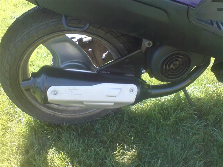 Adly Baboon,silverfox billede 4