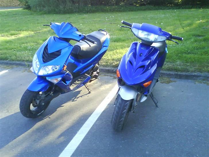 Adly silverfox solgt billede 14