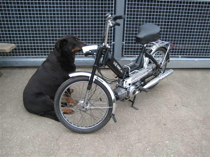 Puch maxi E50 k  billede 3