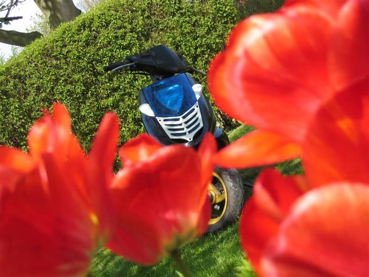 Aprilia Sonic - TILSALG! billede 6