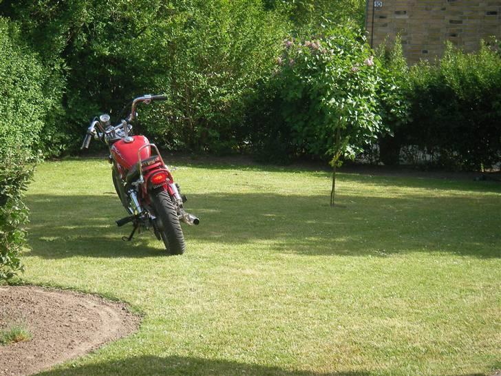 Regal Raptor SOLGT billede 2