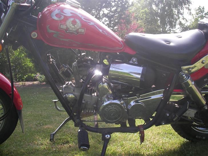 Regal Raptor SOLGT billede 8