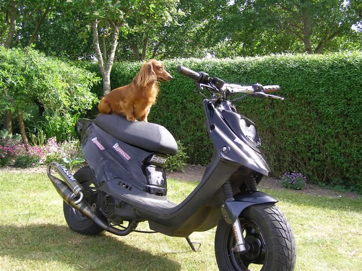 PGO Hot 50   Evo AC [SOLGT] ! - min hund vil også gerne køre  haha :P:P billede 9