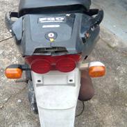 PGO dr pig