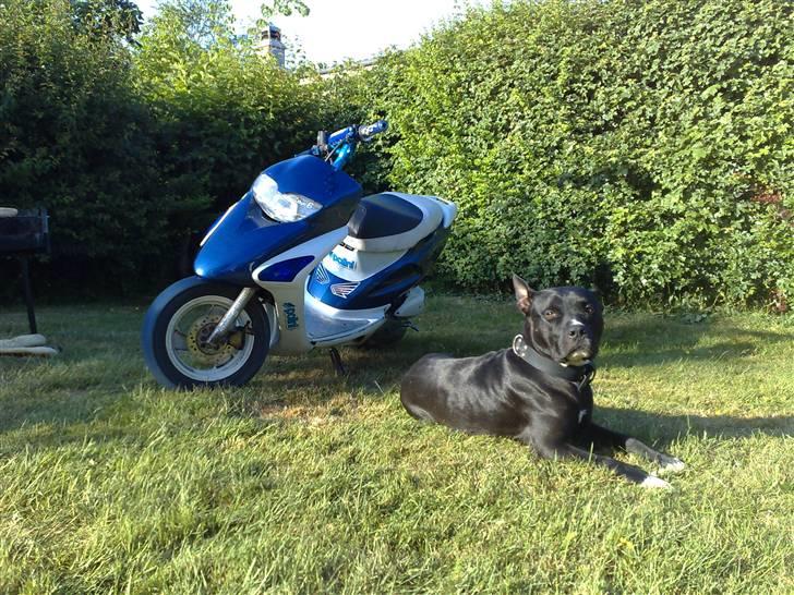 Honda         Sfx SOLGT billede 7