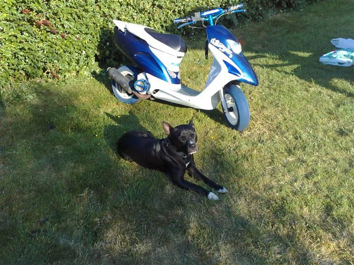 Honda         Sfx SOLGT billede 8