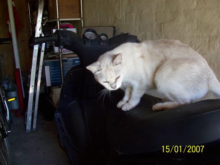 Gilera stalker billede 13