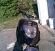 PGO hot50 Solgt