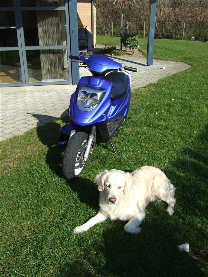 PGO Hot 50! tilsalg 5500kr billede 4