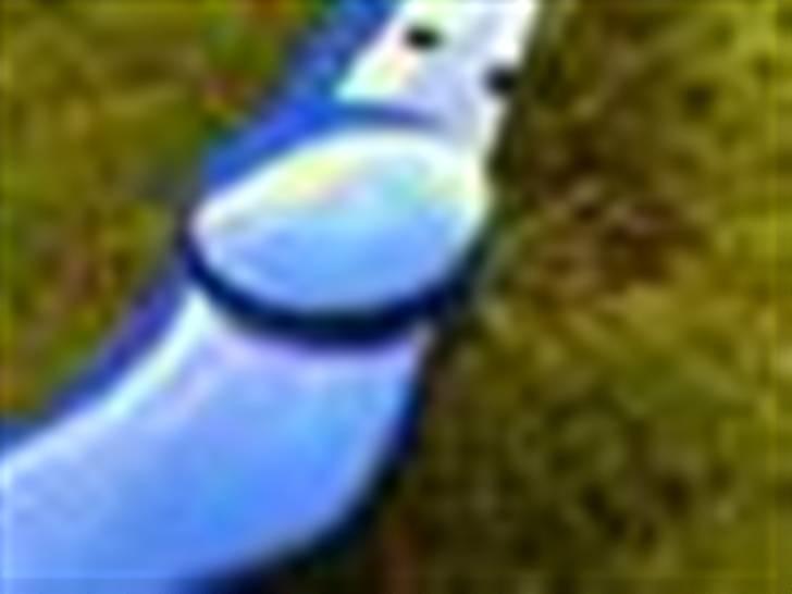 Piaggio Ciao. projekt. Givet væk  billede 3