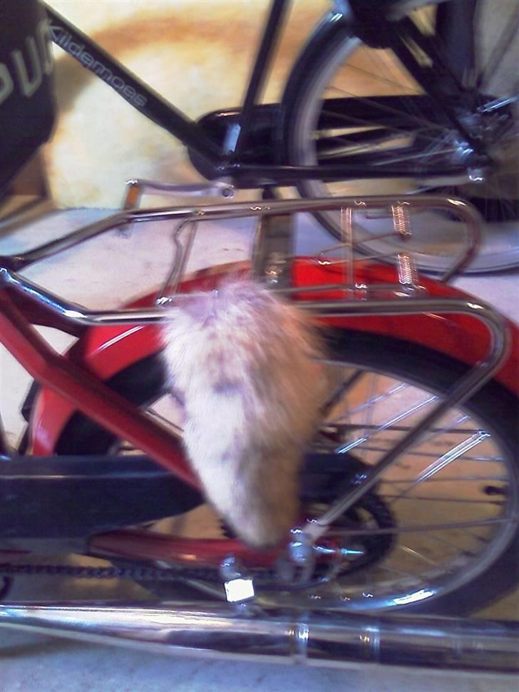 Puch Maxi K .:SOLGT:. - Rævehale på teleskopsantenne, foldet ned.. billede 13