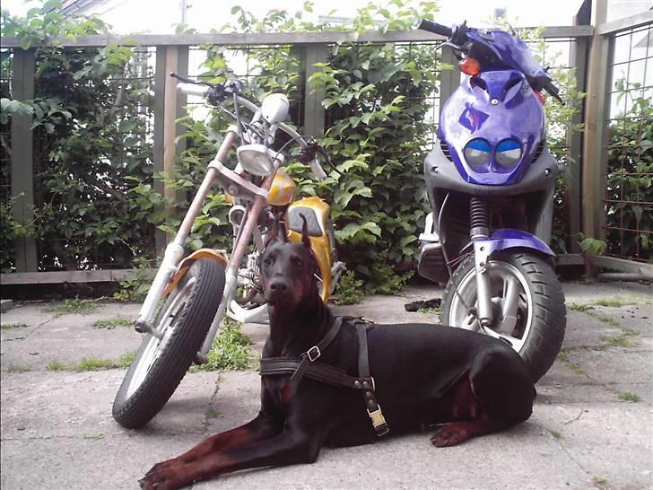 PGO pmx solgt billede 6