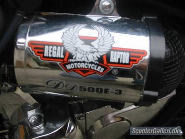 Regal raptor £@$SOLGT@£$ billede 5