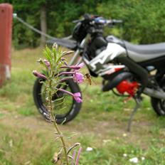 Derbi Senda SM extreme. SOLGT.