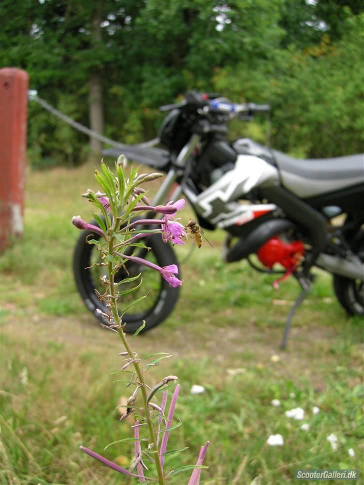 Derbi Senda SM extreme. SOLGT. billede 2