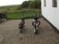 Puch Maxi 2Gear Projekt - Sammen med det sorte lyn