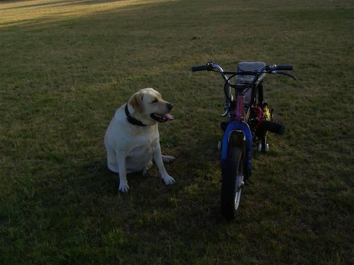 Suzuki FeoZ billede 9