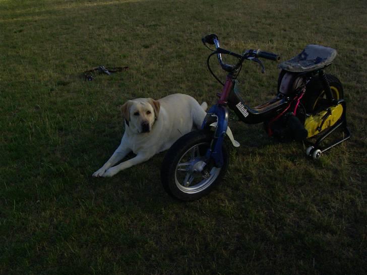 Suzuki FeoZ billede 10