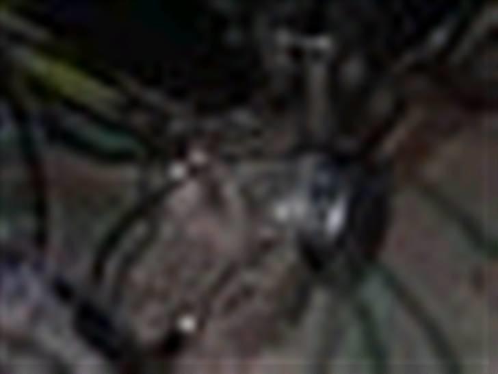 Puch k solgt billede 6