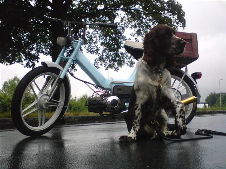 Puch maxi p lynet haha :P - min vagt hund billede 1