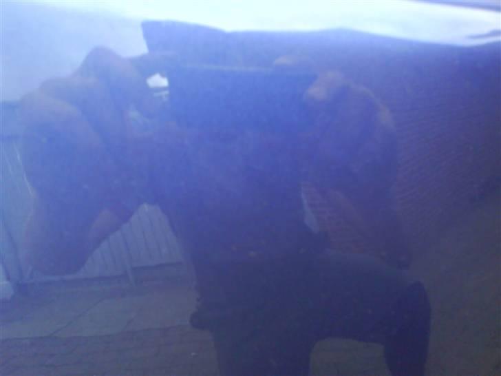 Suzuki RMX #reloaded# billede 1