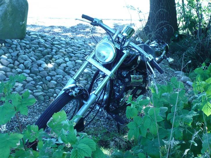 Regal Raptor  billede 1