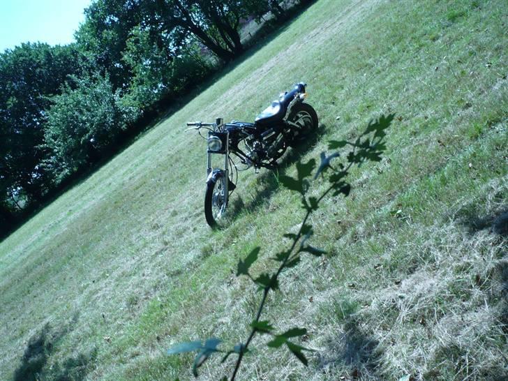 Regal Raptor  billede 5