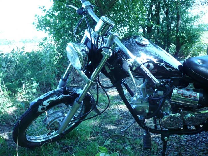 Regal Raptor  billede 6