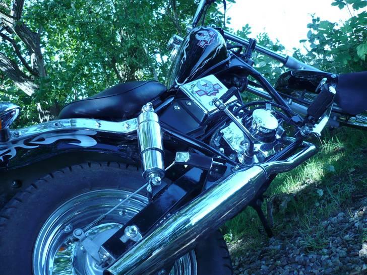 Regal Raptor  billede 7