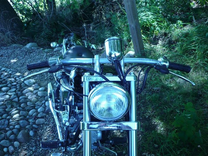 Regal Raptor  billede 8