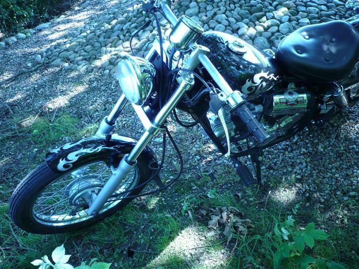 Regal Raptor  billede 10