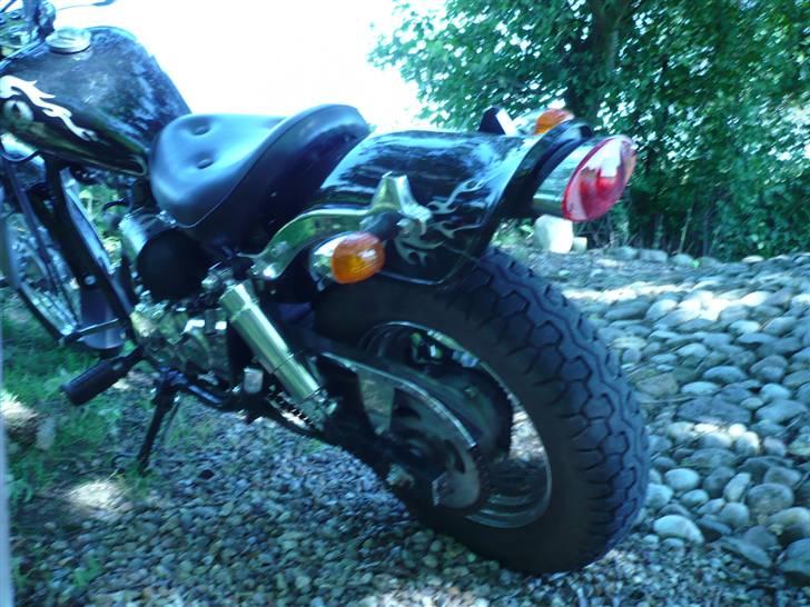 Regal Raptor  billede 11