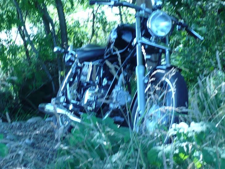 Regal Raptor  billede 12